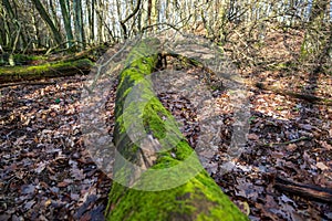 Old fallen tree trunk covered with green moss in autumn forest