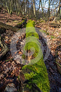 Old fallen tree trunk covered with green moss in autumn forest