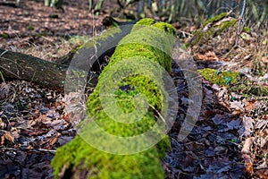 Old fallen tree trunk covered with green moss in autumn forest