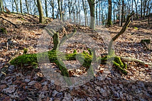 Old fallen tree trunk covered with green moss in autumn forest