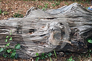 Old fallen tree