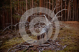 Old fallen tree trunk in a pine forest on moss