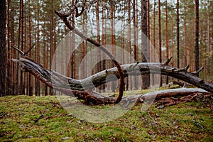 Old fallen tree trunk in a pine forest on moss