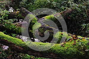 Old fallen tree trunks covered with green moss.