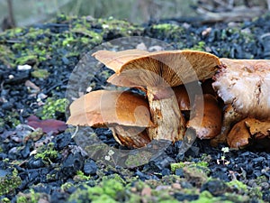 Old family of mushrooms in the sun photo
