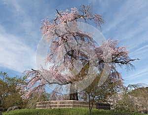 An old famous ancient cherry blossom tree at Maruyama Park in Ky