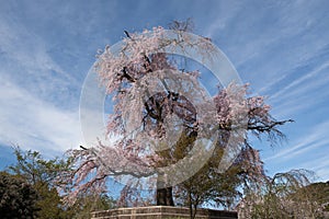 An old famous ancient cherry blossom tree at Maruyama Park