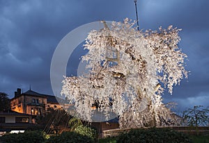 An old famous ancient cherry blossom tree at twilight in Kyoto