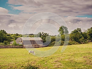 Old farm building with round metal roof, horse in a field, cloudy sky, Rural landscape