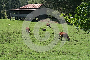 Old Farm House