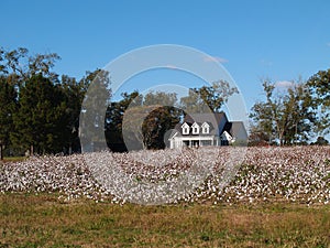 Old Farm House Behind Cotton Field in S. Georgia