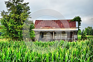 Old Farm House Sitting in Corn Field