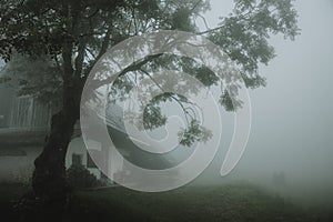 Old farm house under the big old deciduous tree in Slovenian mountains during the foggy summer morning