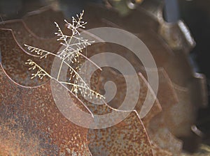 Old Farm Machinery, disc with rust and prairie grass