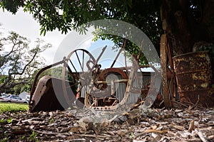 Old farm machinery rusting under a mango tree