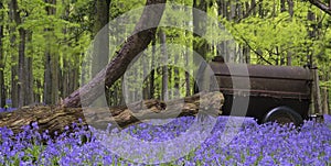 Old farm machinery in vibrant bluebell Spring forest landscape