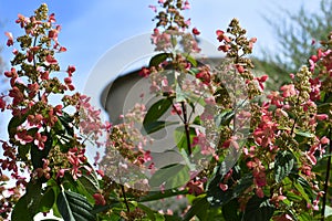 Old Farm Silo with Pink Flowers Blooming in Front