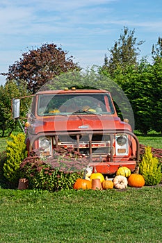 Old farm truck decorated with fall flowers and pumpkins at Halloween