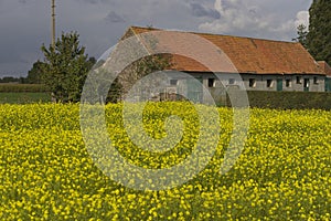 Old farm with yellow flowers
