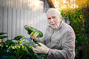 old farmer of 87 years with a crop of zucchini. man collects vegetables in the garden. Active happy old age