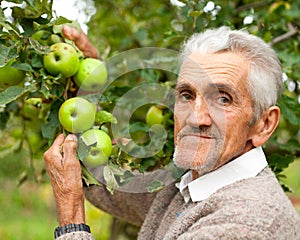 Old farmer and apple tree