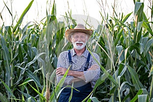 Old farmer with crossed arms in corn field