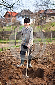 Old farmer digging in the garden