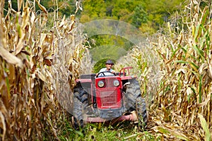 Old farmer driving the tractor in the cornfield