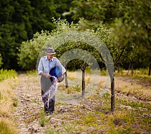 Old farmer fertilizing in an orchard