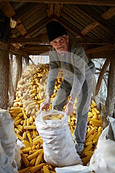 Old farmer in his maize barn