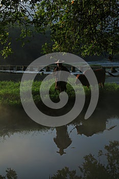 Old farmer lead the cattle under the ancient banyan tree