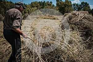 Old farmer making a haystack with a pitchfork for the winter on a sunny day in autumn. Agricultural work. Hay harvesting