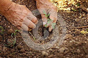 Old farmer planting tomatoes seedling in organic garden. Gardening young plant into bed