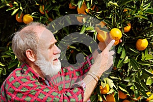 Old farmer points at orange fruit