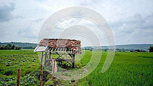 An old farmer's hut in the middle of a rice field with a sky full of clouds