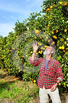 Old farmer tosses orange fruit