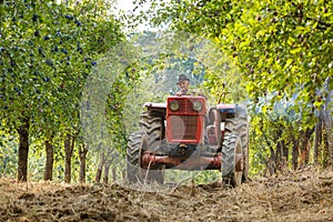 Old farmer with tractor harvesting plums