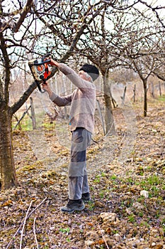 Old farmer trimming apple trees