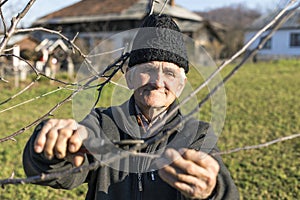 Old farmer trimming trees in his orchard