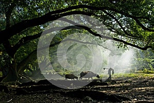 Old farmer under the ancient banyan tree