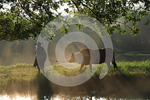 Old farmer under the ancient banyan tree