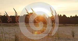 Old farmer walking down the wheat field in sunset touching wheat ears with hands