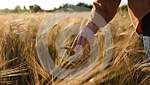 old farmer walking down the wheat field in sunset touching wheat ears with hands - agriculture concept 4k