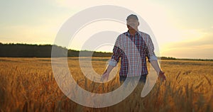 Old farmer walking down the wheat field in sunset touching wheat ears with hands - agriculture concept. Male arm moving
