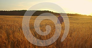 Old farmer walking down the wheat field in sunset touching wheat ears with hands - agriculture concept. Male arm moving