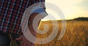 Old farmer walking down the wheat field in sunset touching wheat ears with hands - agriculture concept. Male arm moving