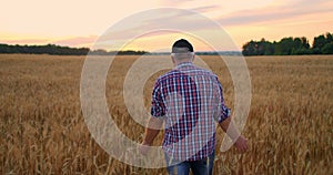 Old farmer walking down the wheat field in sunset touching wheat ears with hands - agriculture concept. Male arm moving