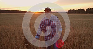 Old farmer walking down the wheat field in sunset touching wheat ears with hands - agriculture concept. Male arm moving