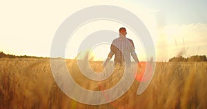 Old farmer walking down the wheat field in sunset touching wheat ears with hands - agriculture concept. Male arm moving