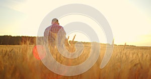 Old farmer walking down the wheat field in sunset touching wheat ears with hands - agriculture concept. Male arm moving